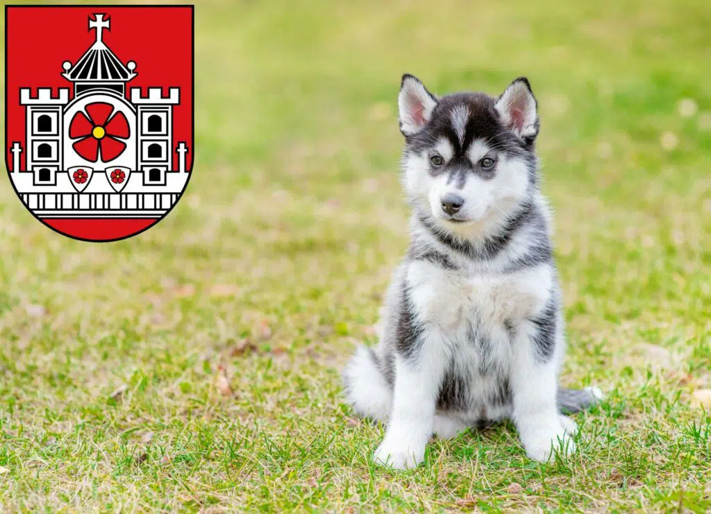 Husky Züchter mit Welpen Detmold, Nordrhein-Westfalen