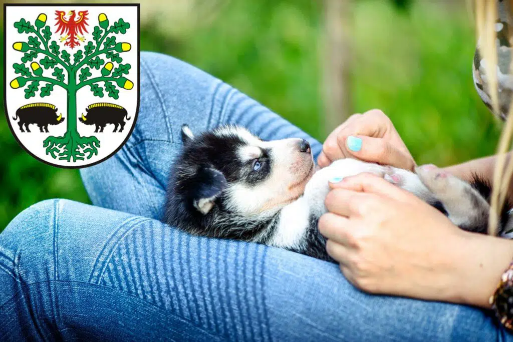 Husky Züchter mit Welpen Eberswalde, Brandenburg