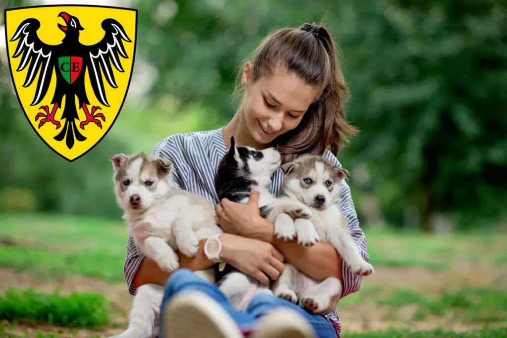 Husky Züchter mit Welpen Esslingen am Neckar, Baden-Württemberg