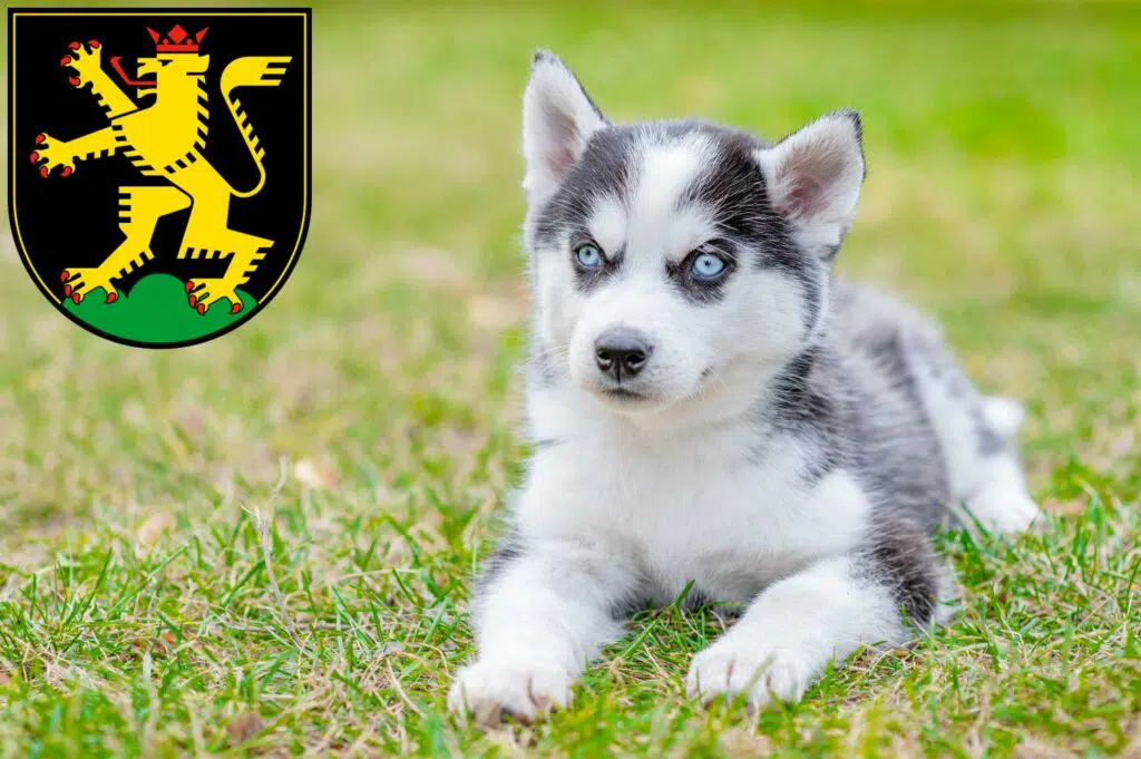 Husky Züchter mit Welpen Heidelberg, Baden-Württemberg