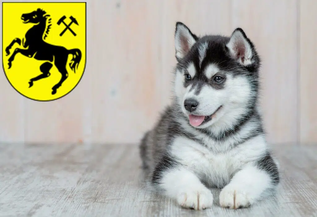 Husky Züchter mit Welpen Herne, Nordrhein-Westfalen