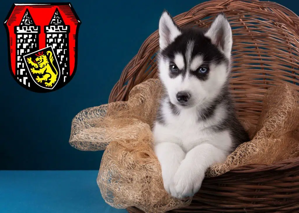 Husky Züchter mit Welpen Hof (Saale), Bayern