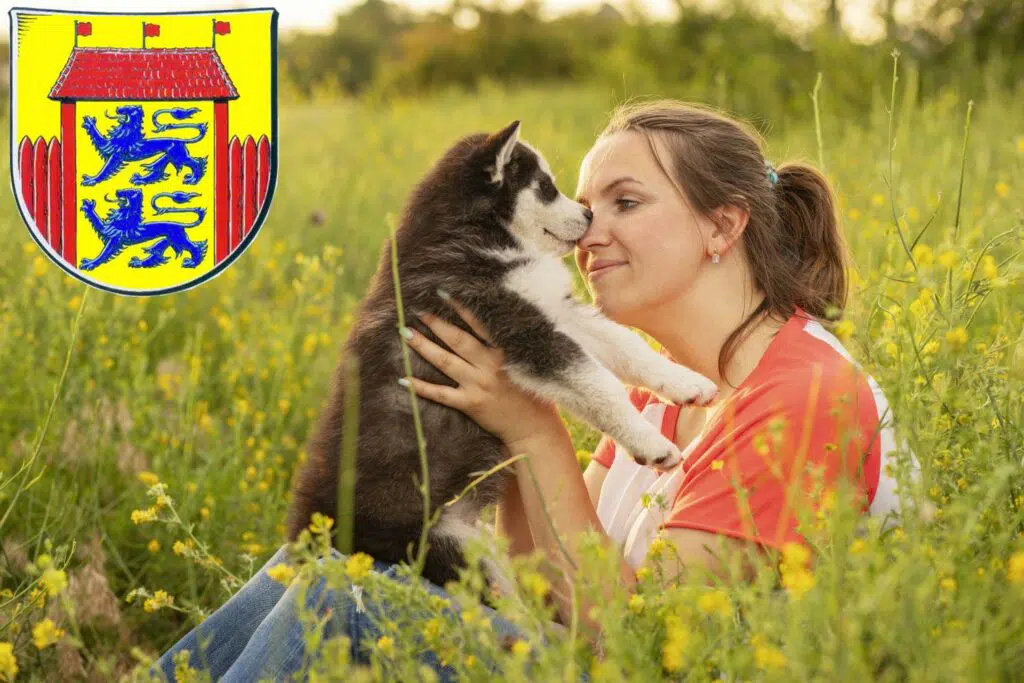 Husky Züchter mit Welpen Husum, Schleswig-Holstein