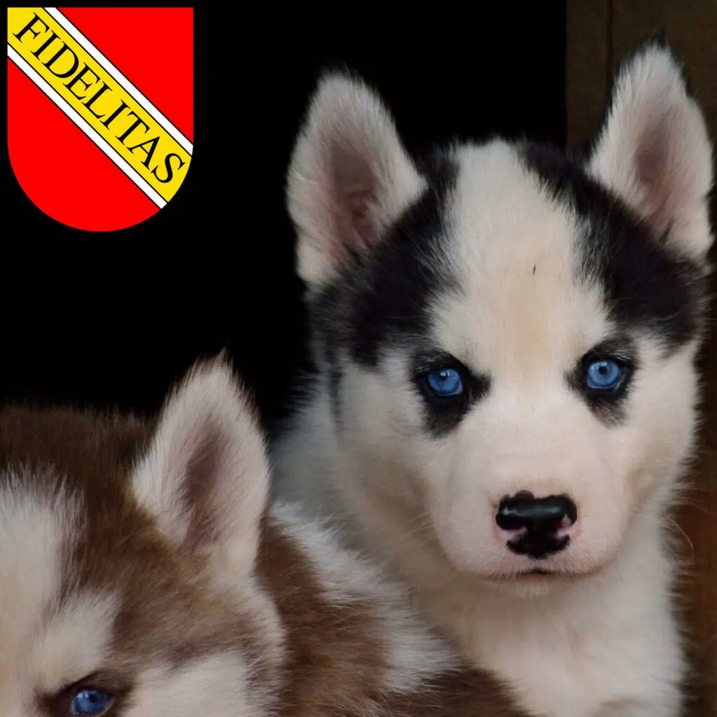 Husky Züchter mit Welpen Karlsruhe, Baden-Württemberg
