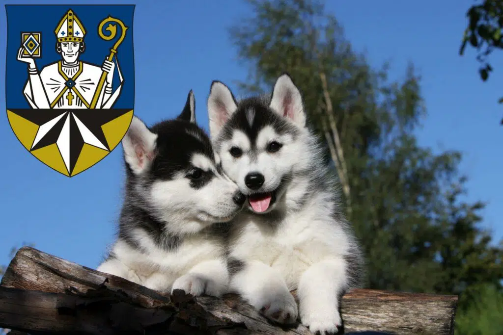 Husky Züchter mit Welpen Korbach, Hessen