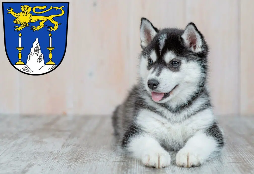 Husky Züchter mit Welpen Lichtenfels (Oberfranken), Bayern
