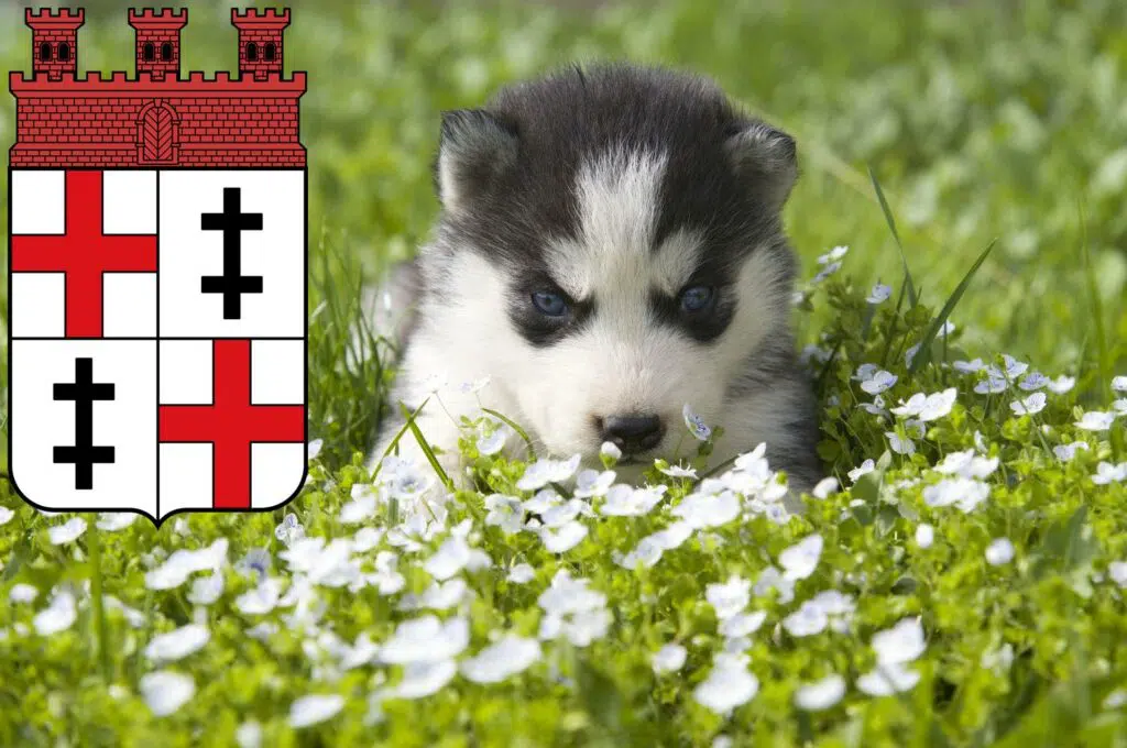 Husky Züchter mit Welpen Merzig, Saarland