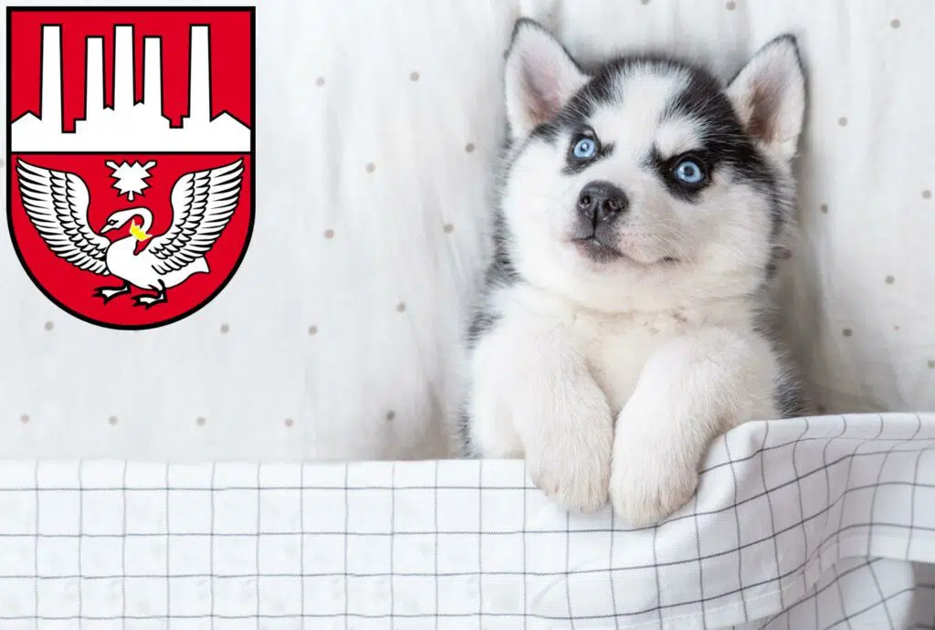 Husky Züchter mit Welpen Neumünster, Schleswig-Holstein