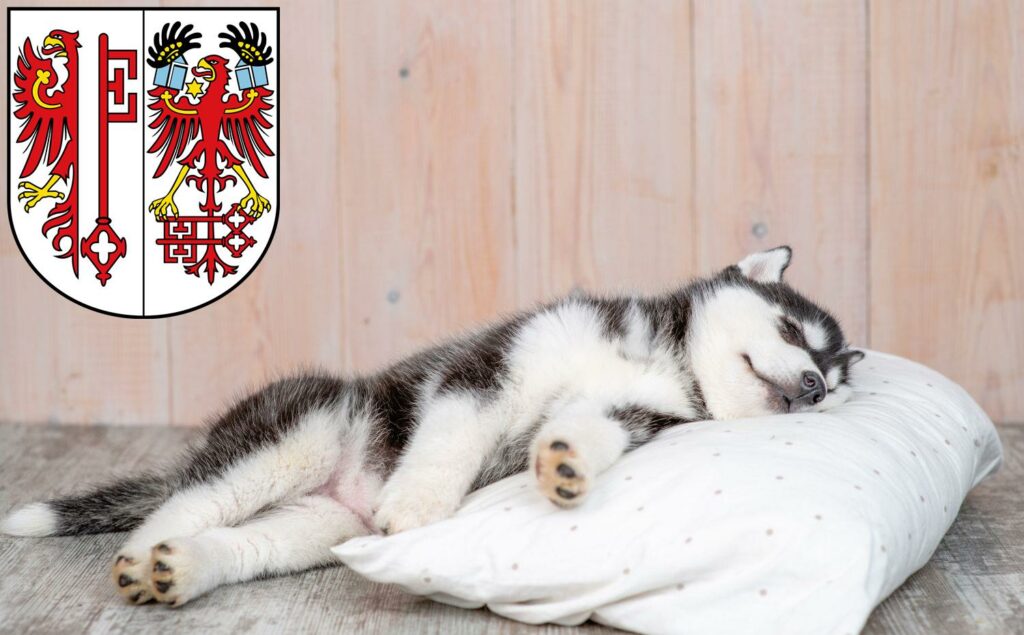 Husky Züchter mit Welpen Salzwedel, Sachsen-Anhalt