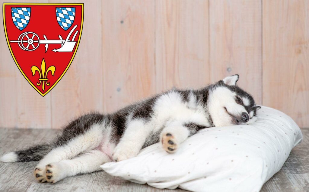 Husky Züchter mit Welpen Straubing, Bayern