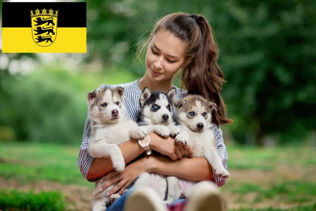 Husky Züchter mit Welpen Baden-Württemberg