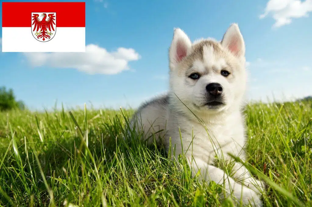 Husky Züchter mit Welpen Brandenburg