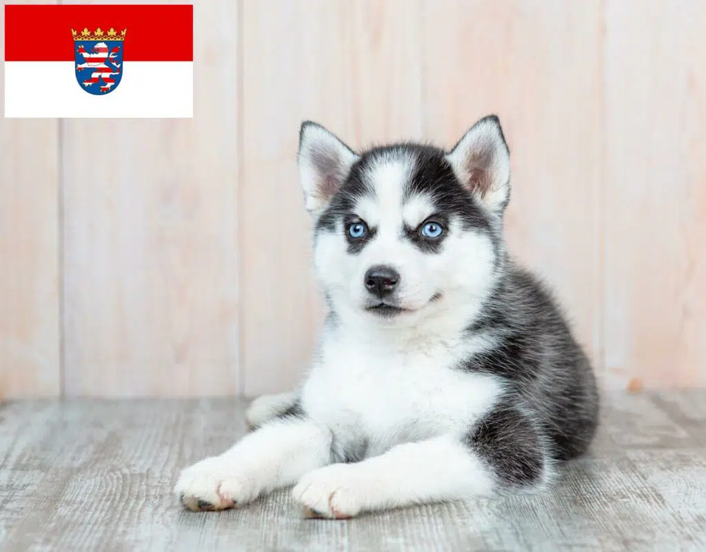 Husky Züchter mit Welpen Hessen