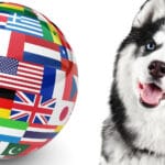 Husky Züchter in der ganzen Welt