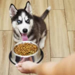 Husky Welpe erhält Futter im Napf