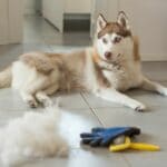 Husky Fellpflege, Pflege