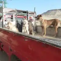 3 Junge Huskies aus Ägypten suchen ein Zuhause