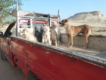 3 Junge Huskies aus Ägypten suchen ein Zuhause