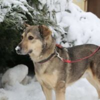 SERJ: Wieviel kann ein Herz ertragen… bevor es zerbricht? ***Update: Serj sucht noch!***