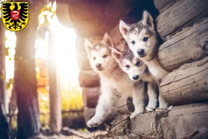 Mehr über den Artikel erfahren Husky Züchter und Welpen in Aalen