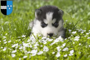 Mehr über den Artikel erfahren Husky Züchter und Welpen in Aargau