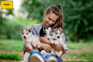 Mehr über den Artikel erfahren Husky Züchter und Welpen im Allgäu