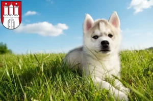 Mehr über den Artikel erfahren Husky Züchter und Welpen in Altona