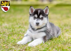 Mehr über den Artikel erfahren Husky Züchter und Welpen in Alzey