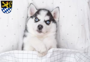 Mehr über den Artikel erfahren Husky Züchter und Welpen in Amberg