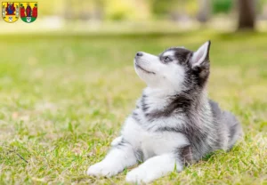 Mehr über den Artikel erfahren Husky Züchter und Welpen in Annaberg-Buchholz