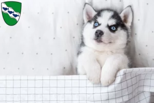 Mehr über den Artikel erfahren Husky Züchter und Welpen in Ansbach