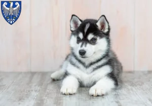 Mehr über den Artikel erfahren Husky Züchter und Welpen in Arnsberg