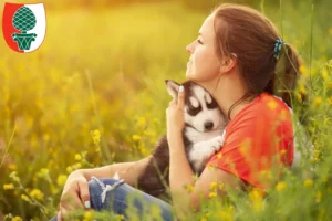 Mehr über den Artikel erfahren Husky Züchter und Welpen in Augsburg