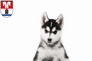 Mehr über den Artikel erfahren Husky Züchter und Welpen in Bad Fallingbostel