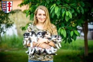 Mehr über den Artikel erfahren Husky Züchter und Welpen in Bad Hersfeld