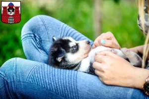 Mehr über den Artikel erfahren Husky Züchter und Welpen in Bad Kissingen