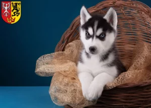 Mehr über den Artikel erfahren Husky Züchter und Welpen in Bad Neuenahr-Ahrweiler
