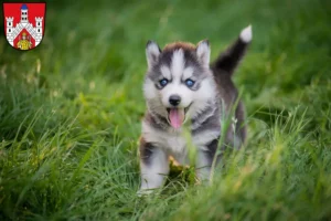 Mehr über den Artikel erfahren Husky Züchter und Welpen in Bad Neustadt an der Saale