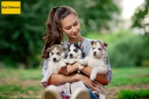 Mehr über den Artikel erfahren Husky Züchter und Welpen in Bad Oldesloe