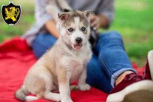 Mehr über den Artikel erfahren Husky Züchter und Welpen in Bad Tölz