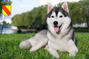 Mehr über den Artikel erfahren Husky Züchter und Welpen in Baden-Baden