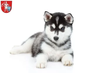 Mehr über den Artikel erfahren Husky Züchter und Welpen in Bamberg