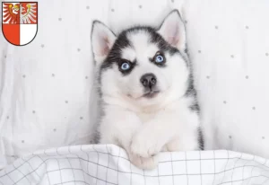 Mehr über den Artikel erfahren Husky Züchter und Welpen in Barnim