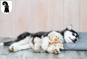 Mehr über den Artikel erfahren Husky Züchter und Welpen in Basel