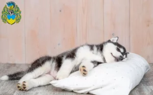 Mehr über den Artikel erfahren Husky Züchter und Welpen in Bautzen