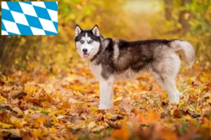 Mehr über den Artikel erfahren Husky Züchter und Welpen in Bayern