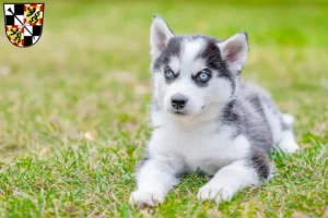 Mehr über den Artikel erfahren Husky Züchter und Welpen in Bayreuth