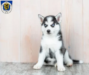 Mehr über den Artikel erfahren Husky Züchter und Welpen in Bergheim