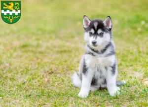 Mehr über den Artikel erfahren Husky Züchter und Welpen in Bergisch Gladbach