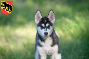 Mehr über den Artikel erfahren Husky Züchter und Welpen in Bern